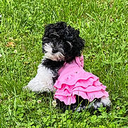 Sophie joined the competition — help win amazing prizes! puppy, dog, grass, outdoor, pet, cute, black_and_white, fluffy, pink_dress, animal, nature, summer, playful, adorable, young, small_dog, portrait, greenery, grass_field, curious