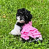 puppy, dog, grass, outdoor, pet, cute, black_and_white, fluffy, pink_dress, animal, nature, summer, playful, adorable, young, small_dog, portrait, greenery, grass_field, curious