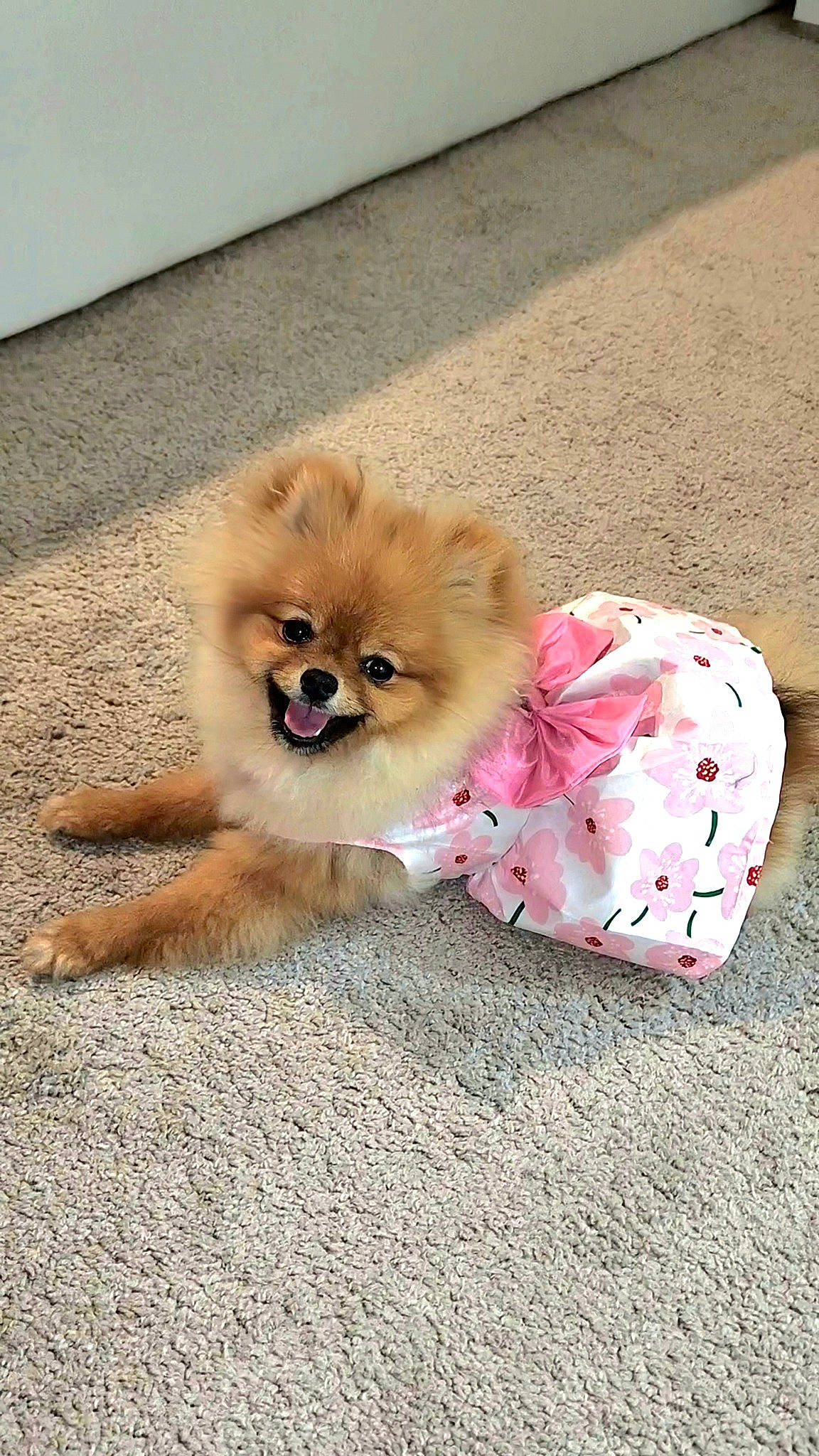 Sasha joined the competition — help win amazing prizes! canidae, carnivore, companion_dog, dog, dog_breed, dog_clothes, dog_supply, fawn, fur, german_spitz, german_spitz_klein, german_spitz_mittel, road_surface, snout, spitz, sporting_group, tail, toy_dog, volpino_italiano, whiskers