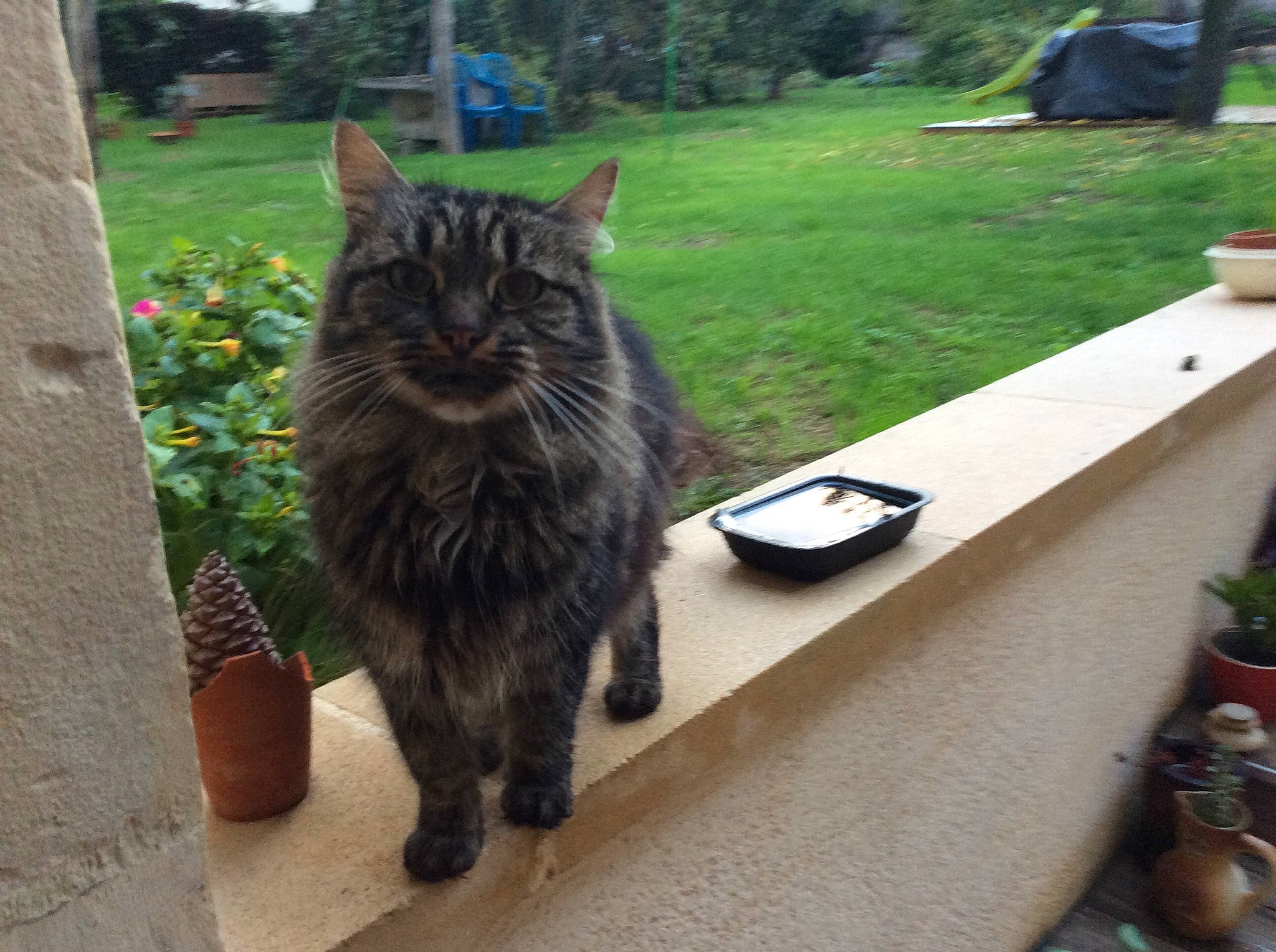 Minette participe au concours pour gagner de l'argent avec cette photo : carnivore, cat, domestic_short_haired_cat, felidae, flooring, flowerpot, fur, grass, houseplant, plant, sitting, small_to_medium_sized_cats, snout, table, tail, terrestrial_animal, tree, whiskers, window, wood
