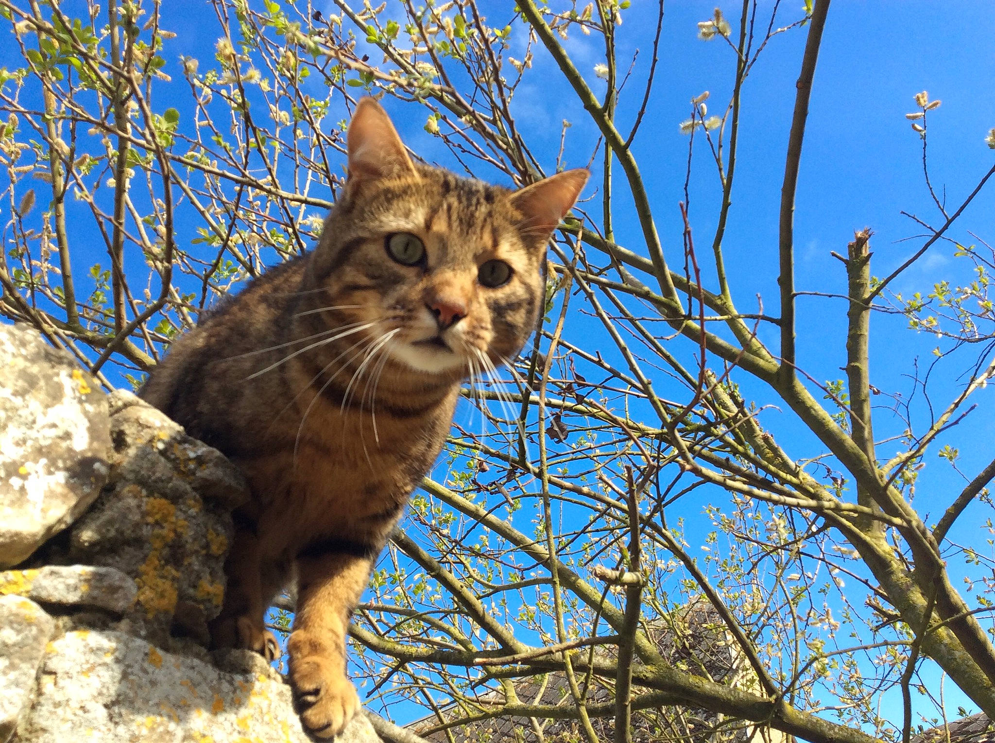Patcha participe au concours pour gagner de l'argent avec cette photo : branch, carnivore, cat, domestic_short_haired_cat, electric_blue, felidae, fur, grass, plant, plant_stem, sky, small_to_medium_sized_cats, tail, terrestrial_animal, tree, trunk, twig, whiskers, wildlife, wood