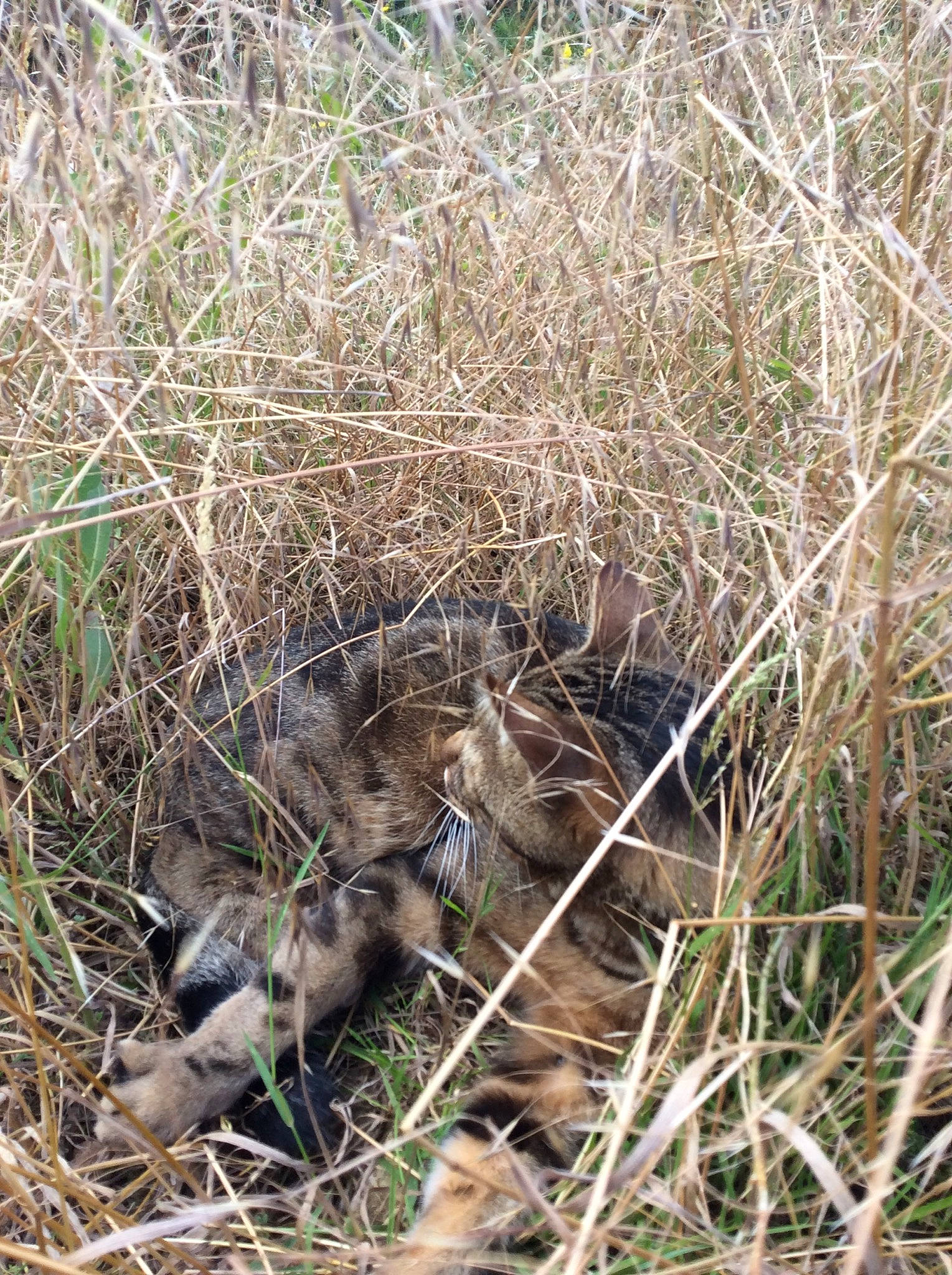 Patcha a rejoint le concours — aidez-le/la à gagner de superbes lots ! beak, bird, carnivore, grass, grass_family, grassland, plant, plant_community, prairie, safari, sedge_family, shrubland, soil, terrestrial_animal, twig, water_bird, waterfowl, wildlife