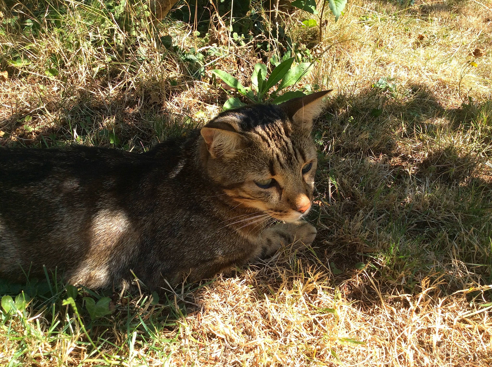 Patcha a rejoint le concours — aidez-le/la à gagner de superbes lots ! carnivore, cat, domestic_short_haired_cat, fawn, felidae, fur, grass, grassland, groundcover, plant, sitting, small_to_medium_sized_cats, snout, soil, tail, terrestrial_animal, whiskers, wildlife