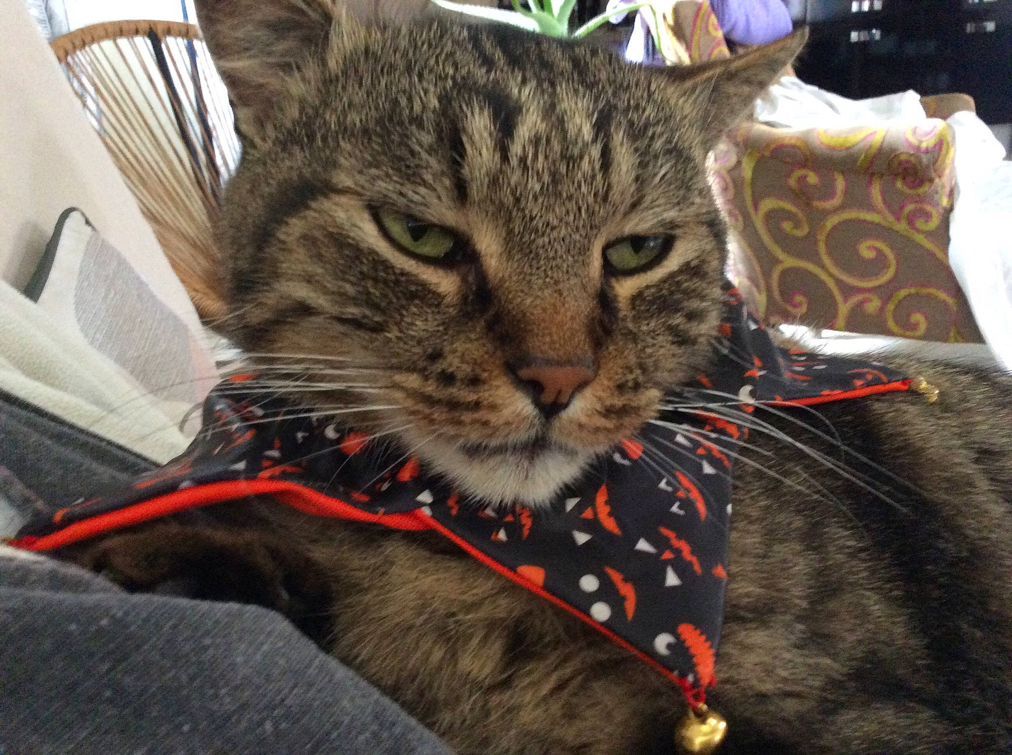 Caprice a rejoint le concours — aidez-le/la à gagner de superbes lots ! carnivore, cat, claw, comfort, domestic_short_haired_cat, felidae, fur, linens, pattern, paw, small_to_medium_sized_cats, snout, terrestrial_animal, whiskers