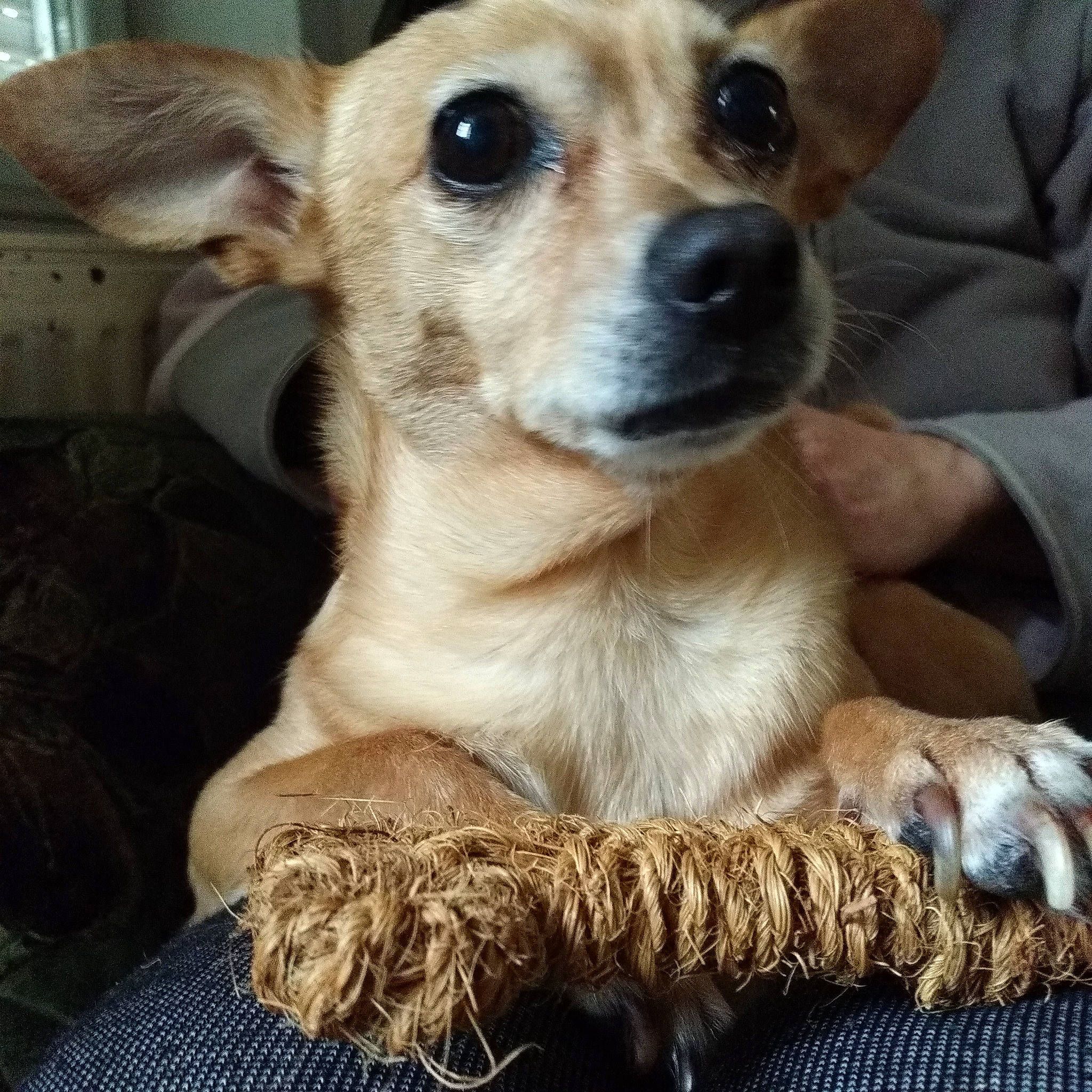 Chipette a rejoint le concours — aidez-le/la à gagner de superbes lots ! canidae, carnivore, companion_dog, dog, dog_breed, ear, fawn, firefighter, fur, mammal, pet_supply, puppy, smile, snout, sporting_group, terrestrial_animal, toy_dog, vertebrate, whiskers, wildlife