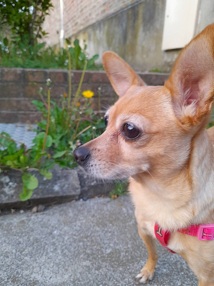 Chipette a rejoint le concours — aidez-le/la à gagner de superbes lots ! canidae, carnivore, collar, companion_dog, dog, dog_breed, dog_supply, ear, fawn, fur, grass, groundcover, plant, snout, sporting_group, terrestrial_animal, toy_dog, whiskers, window, wood