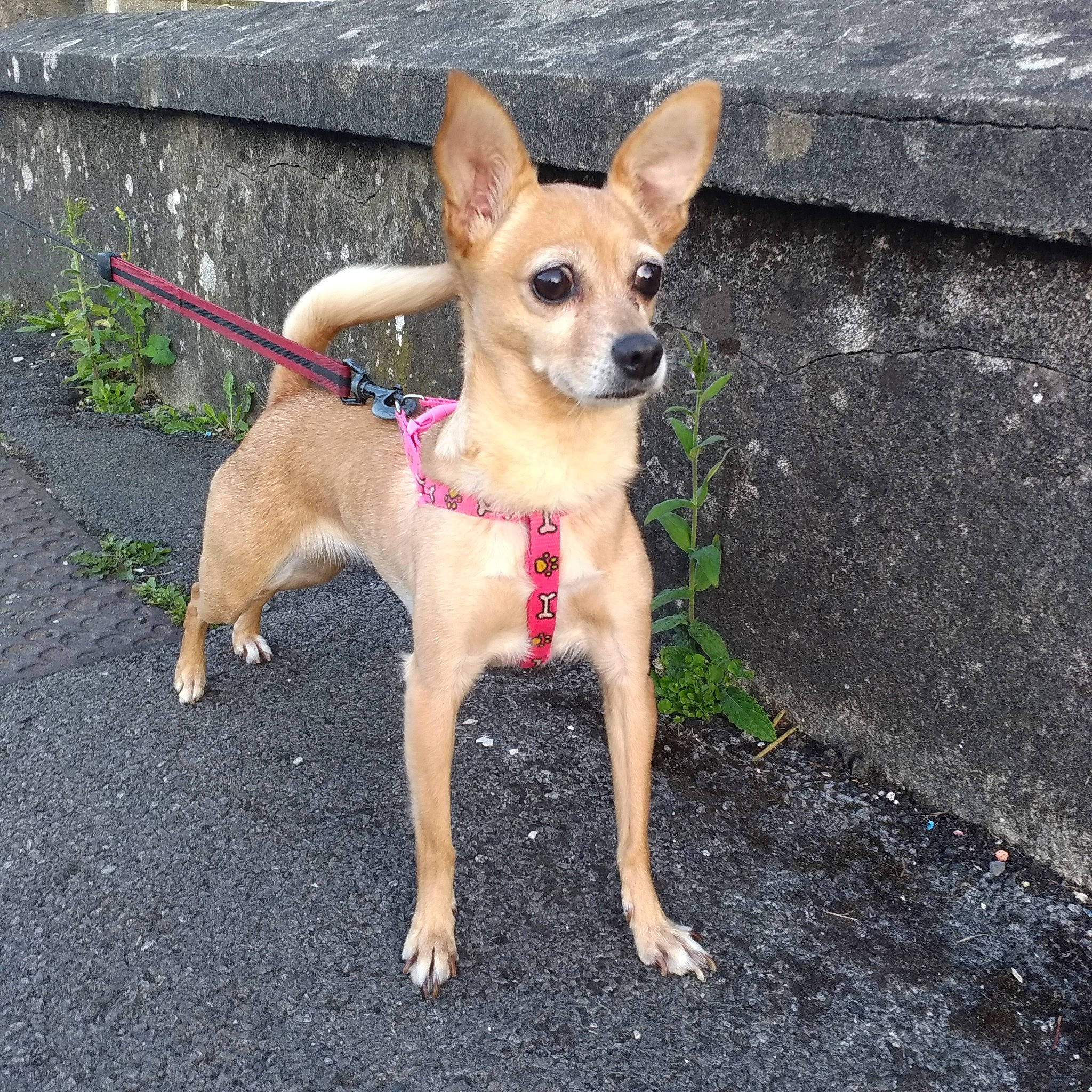 Chipette a rejoint le concours — aidez-le/la à gagner de superbes lots ! canidae, carnivore, chihuahua, collar, companion_dog, dog, dog_breed, dog_collar, dog_supply, fashion_accessory, fawn, grass, plant, road_surface, russkiy_toy, snout, sporting_group, tail, toy_dog, working_animal