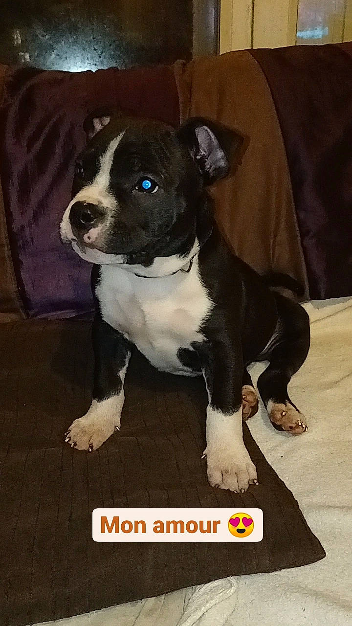 Kimbo participe au concours pour gagner de l'argent avec cette photo : boston_terrier, canidae, carnivore, companion_dog, dog, dog_breed, dog_collar, fawn, fur, molosser, non_sporting_group, snout, sporting_group, tail, toy_dog, working_animal, working_dog