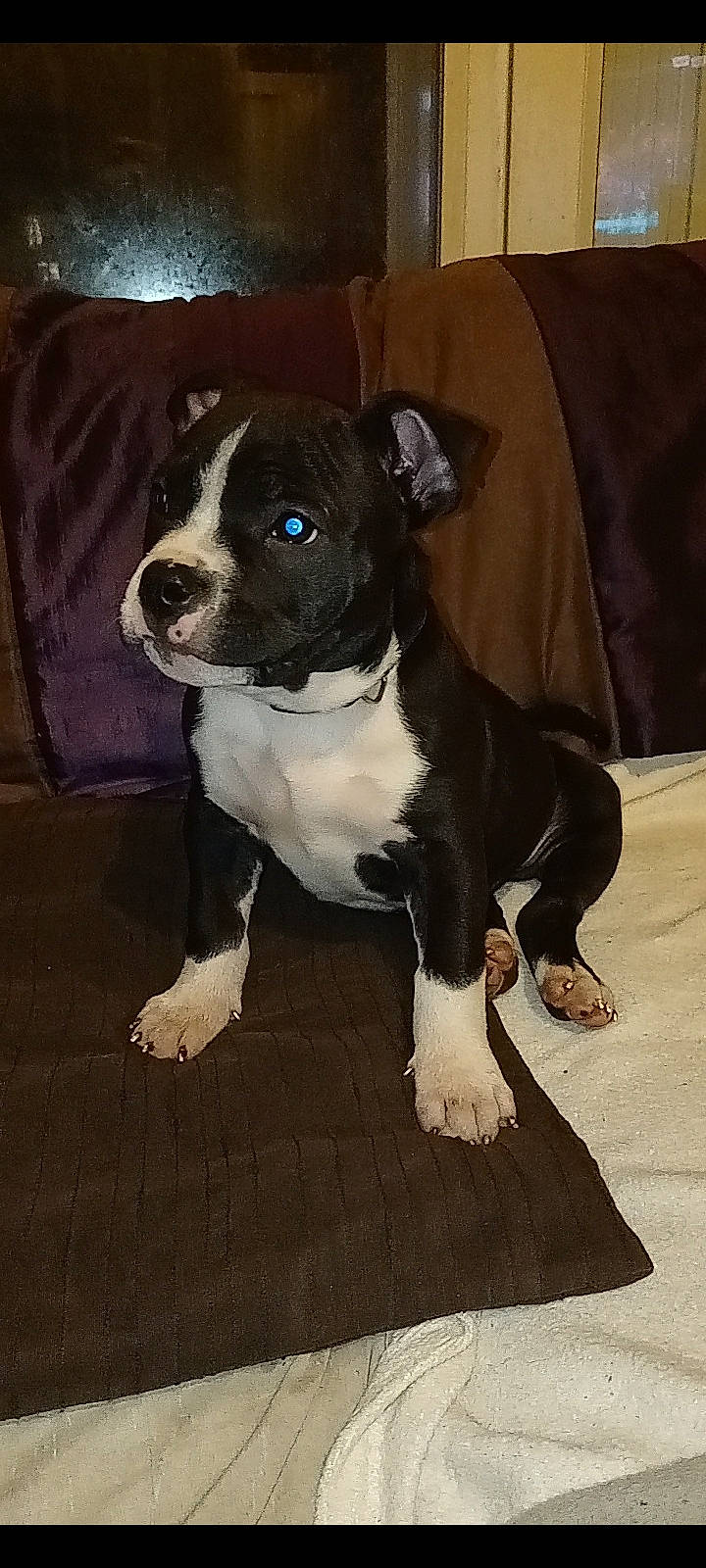 Kimbo a rejoint le concours — aidez-le/la à gagner de superbes lots ! boston_terrier, canidae, carnivore, collar, companion_dog, dog, dog_breed, dog_collar, fawn, fur, molosser, non_sporting_group, puppy, snout, sporting_group, tail, toy_dog, whiskers, working_animal, working_dog