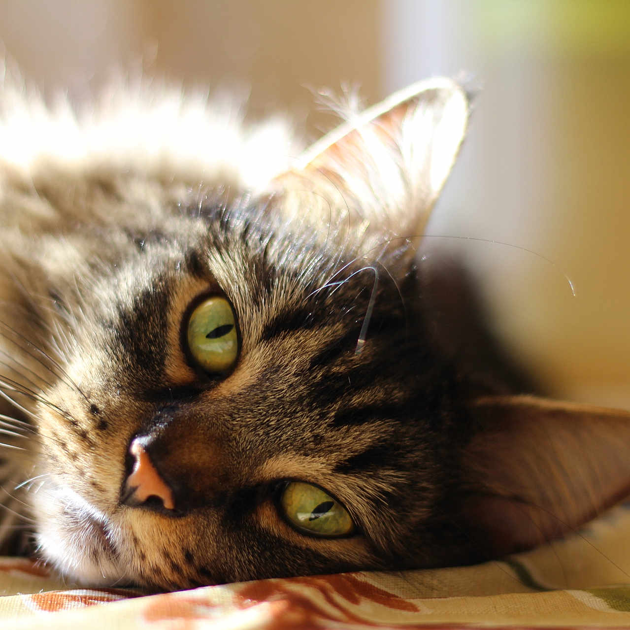 Russel joined the competition — help win amazing prizes! animal, cat, close_up, cute, domestic_cat, ear, face, feline, fur, green_eyes, indoor, lying_down, nose, pet, portrait, relaxed, sleepy, soft_light, tabby, whiskers