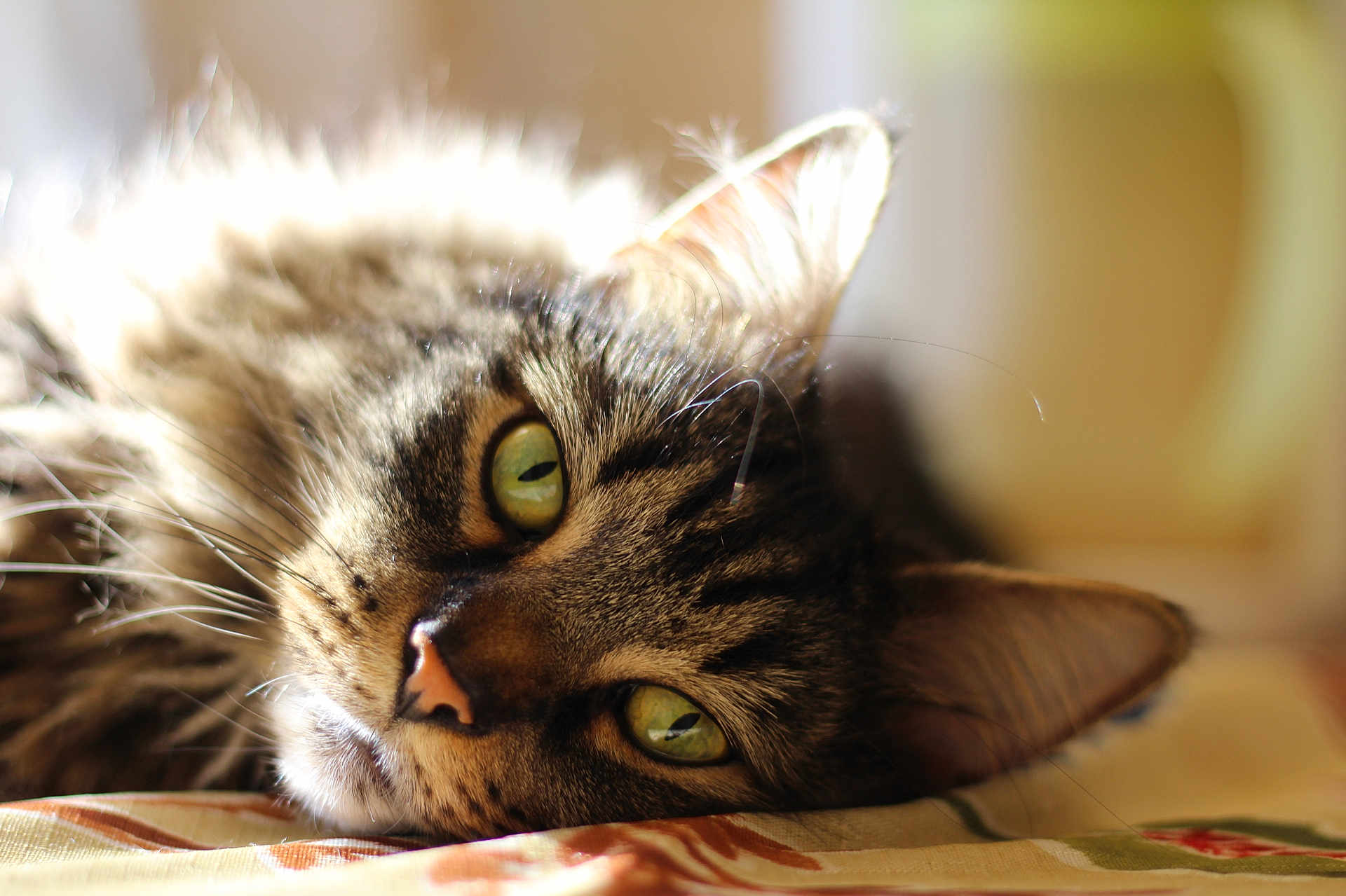 Russel joined the competition — help win amazing prizes! cat, tabby, close_up, green_eyes, fur, whiskers, relaxed, lying_down, pet, animal, indoor, soft_light, portrait, face, nose, ear, sleepy, cute, feline, domestic_cat