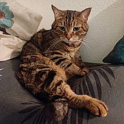 Milla participe au concours pour gagner de l'argent avec cette photo : animal, cat, closeup, cushion, ears, feline, fur, home, indoor, mammal, pattern, pet, pillow, portrait, relaxed, resting, striped, tabby, texture, whiskers