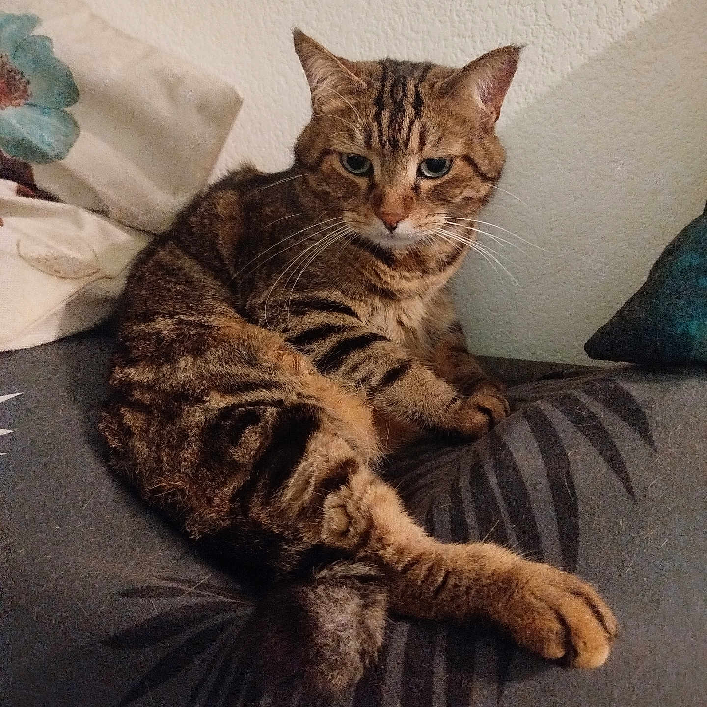 Milla participe au concours pour gagner de l'argent avec cette photo : animal, cat, closeup, cushion, ears, feline, fur, home, indoor, mammal, pattern, pet, pillow, portrait, relaxed, resting, striped, tabby, texture, whiskers