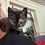 kitten, cat, tortoiseshell, pet, shoulder, indoor, person, black_clothing, curious, feline, animal, household, window, curtains, door, mirror, red_pillow, cozy, closeup, young_cat
