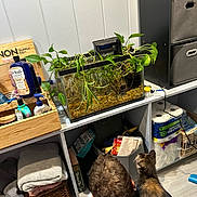 River is registered to the contest to win money with this photo: kitten, person, fish_tank, plants, shelf, household_items, basket, towels, toilet_paper, floor, curious, indoor, storage, container, wood, plastic_bottle, cleaning_supplies, pet, home, light