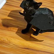 Raven joined the competition — help win amazing prizes! black_cat, cat, costume, bat_wings, pet, indoor, wooden_floor, curious, animal, feline, wide_eyes, looking_up, household, decor, shadow, playful, cute, domestic, small, standing