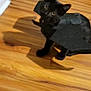 black_cat, cat, costume, bat_wings, pet, indoor, wooden_floor, curious, animal, feline, wide_eyes, looking_up, household, decor, shadow, playful, cute, domestic, small, standing