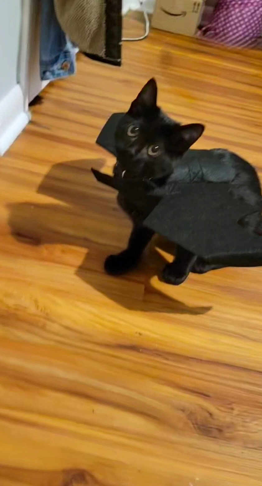 Raven joined the competition — help win amazing prizes! black_cat, cat, costume, bat_wings, pet, indoor, wooden_floor, curious, animal, feline, wide_eyes, looking_up, household, decor, shadow, playful, cute, domestic, small, standing