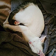 Winter is registered to the contest to win money with this photo: cat, kitten, sleeping, white, gray, fur, pink_nose, pink_paw, blanket, soft, cozy, curled_up, resting, indoor, pet, animal, cute, young, fur_texture, relaxation