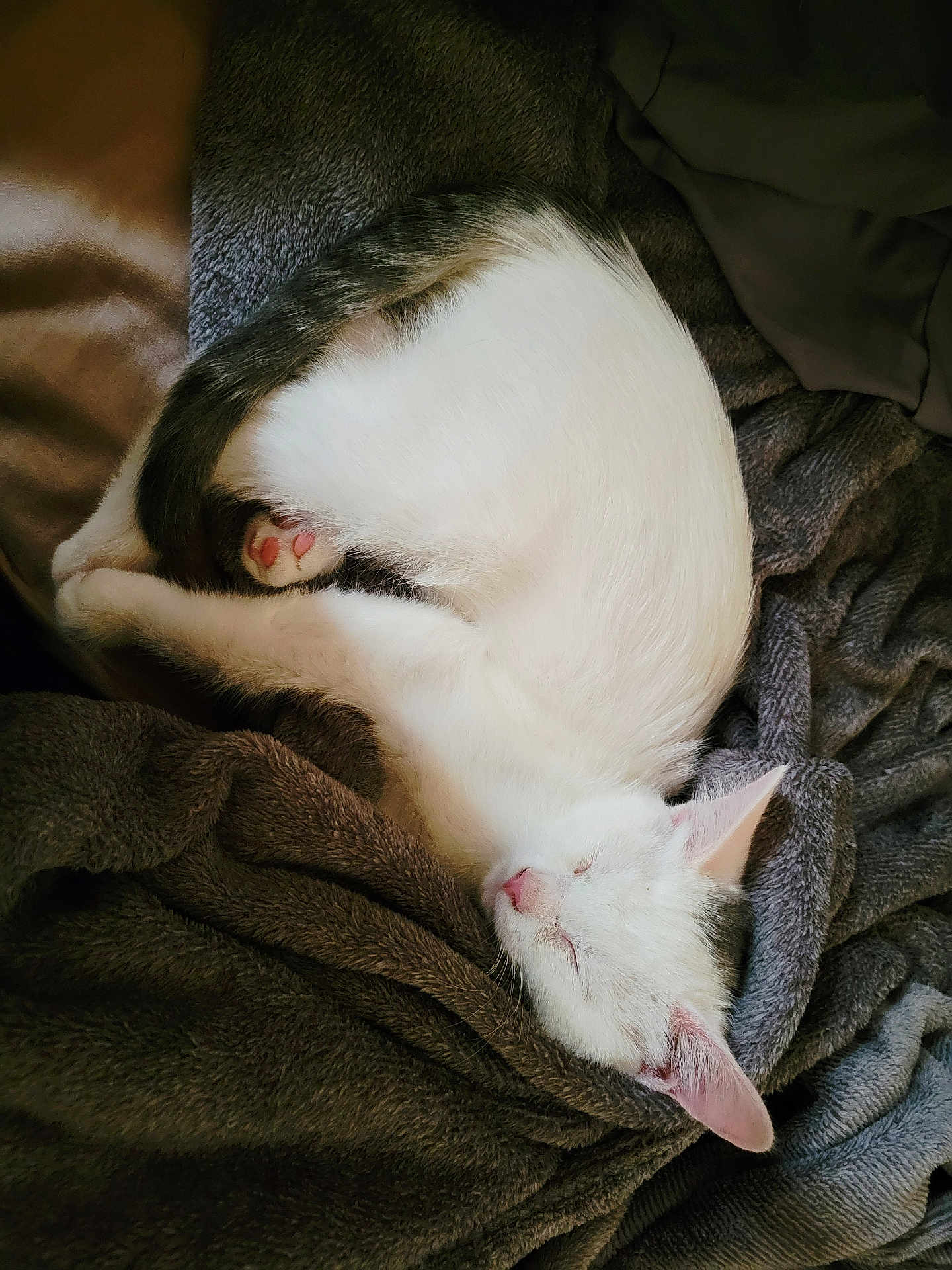 Winter is registered to the contest to win money with this photo: cat, kitten, sleeping, white, gray, fur, pink_nose, pink_paw, blanket, soft, cozy, curled_up, resting, indoor, pet, animal, cute, young, fur_texture, relaxation
