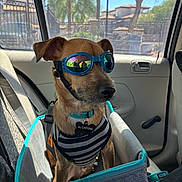 Al Capone is registered to the contest to win money with this photo: animal, canine, car, car_seat, daytime, dog, dog_collar, dog_goggles, dog_tag, fence, outdoor_view, pet, pet_accessory, pet_harness, reflection, seatbelt, sunlight, tree, vehicle_interior, window