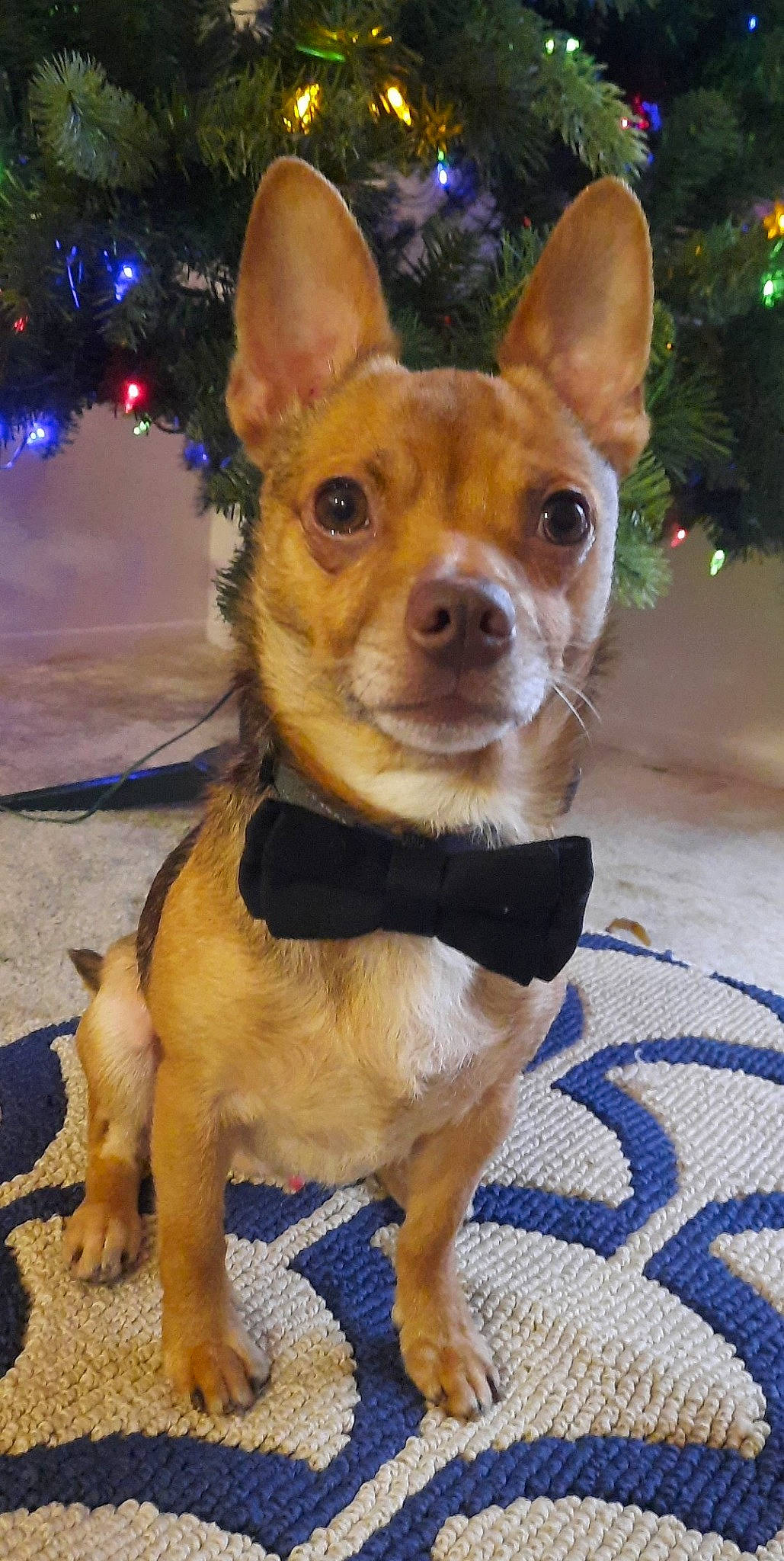 Sully joined the competition — help win amazing prizes! blue, canidae, carnivore, chihuahua, collar, companion_dog, dog, dog_breed, dog_clothes, dog_collar, dog_supply, ear, event, fawn, fur, snout, sporting_group, toy_dog, whiskers, working_animal