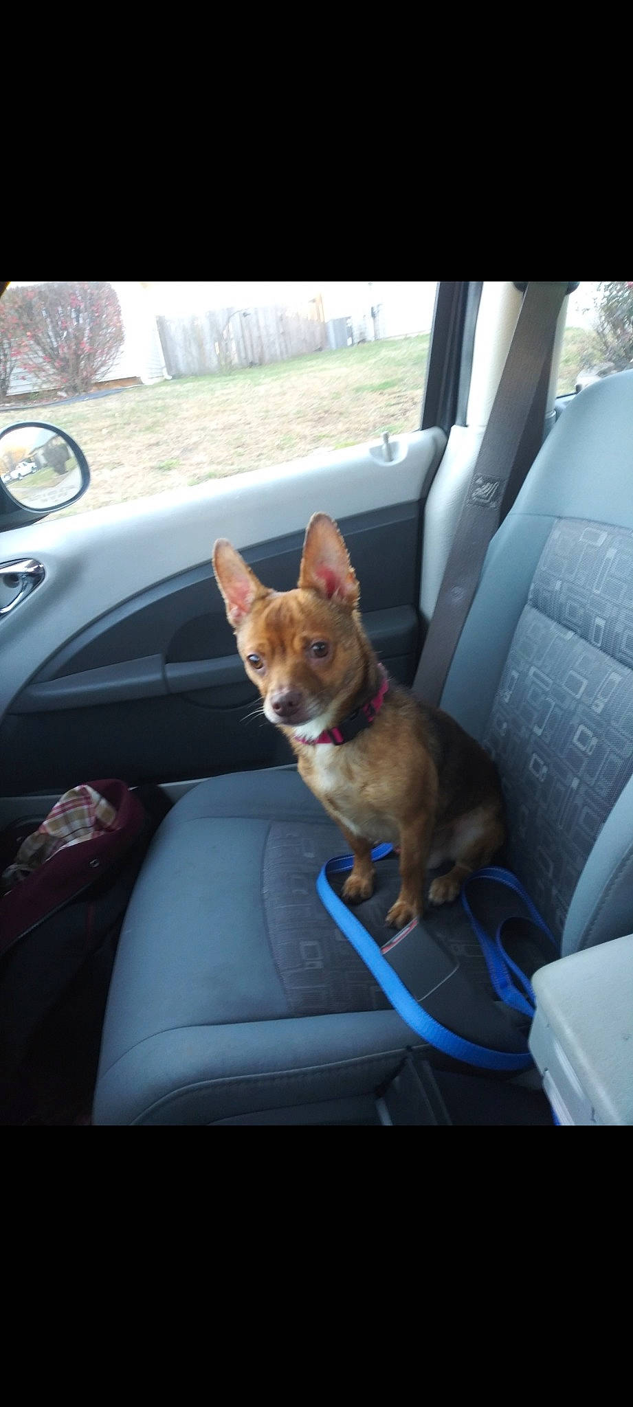 Sully is registered to the contest to win money with this photo: auto_part, automotive_exterior, automotive_mirror, car, car_seat, car_seat_cover, carnivore, companion_dog, dog, dog_breed, family_car, fawn, fixture, motor_vehicle, snout, steering_wheel, tints_and_shades, vehicle, vehicle_door, window