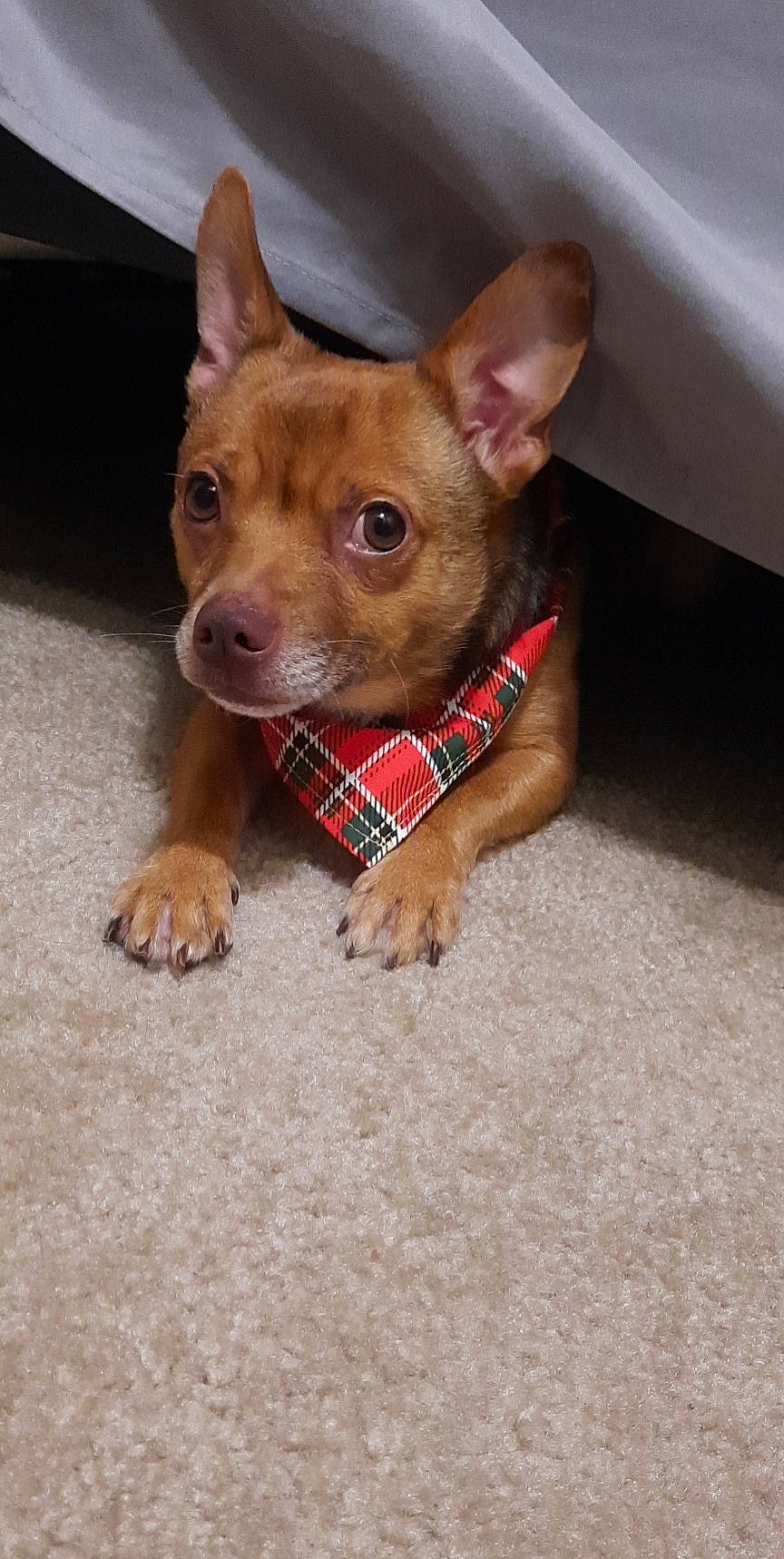 Sully joined the competition — help win amazing prizes! canidae, carnivore, chihuahua, companion_dog, corgi_chihuahua, dog, dog_breed, dog_supply, ear, fawn, fur, liver, prazsky_krysarik, snout, sporting_group, terrestrial_animal, terrier, toy_dog, whiskers, working_animal