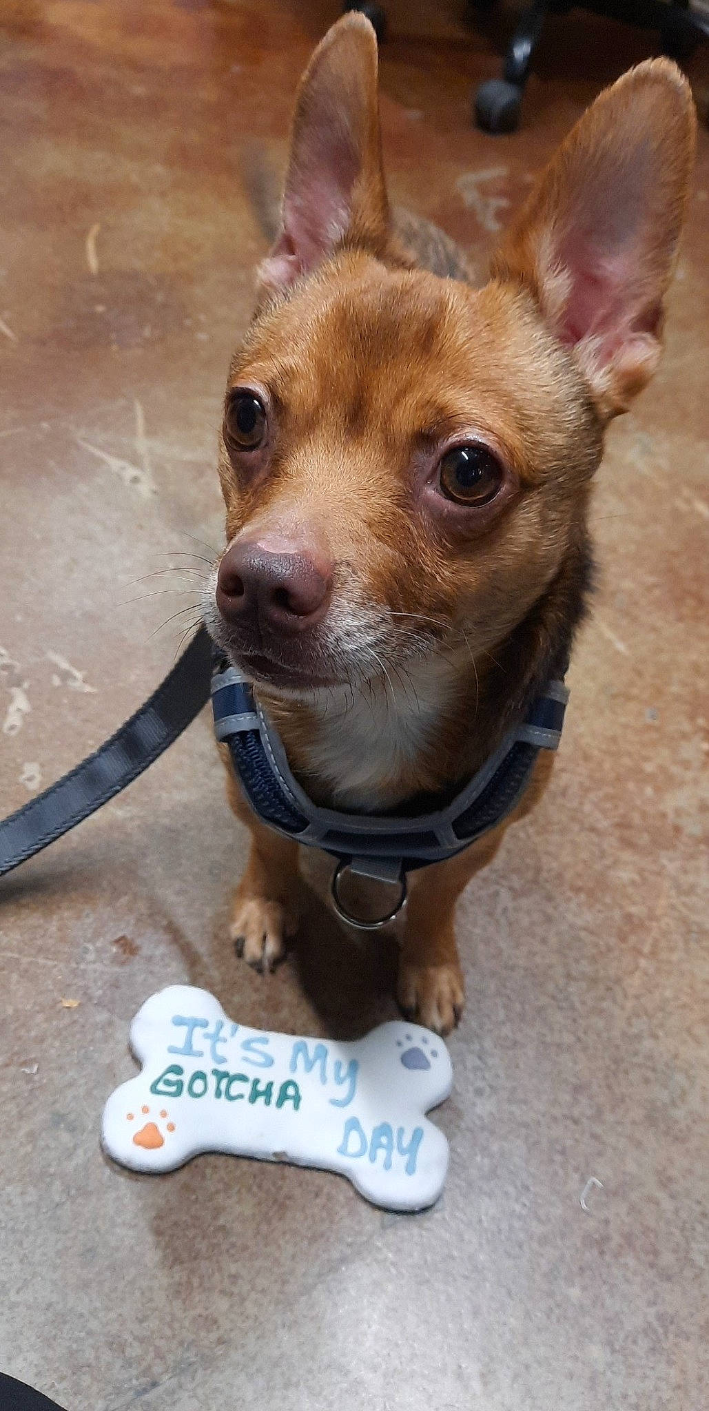 Sully is registered to the contest to win money with this photo: canidae, carnivore, collar, companion_dog, dog, dog_breed, dog_collar, dog_supply, ear, eye, fawn, fur, liver, pet_supply, snout, sporting_group, terrestrial_animal, toy_dog, whiskers, working_animal