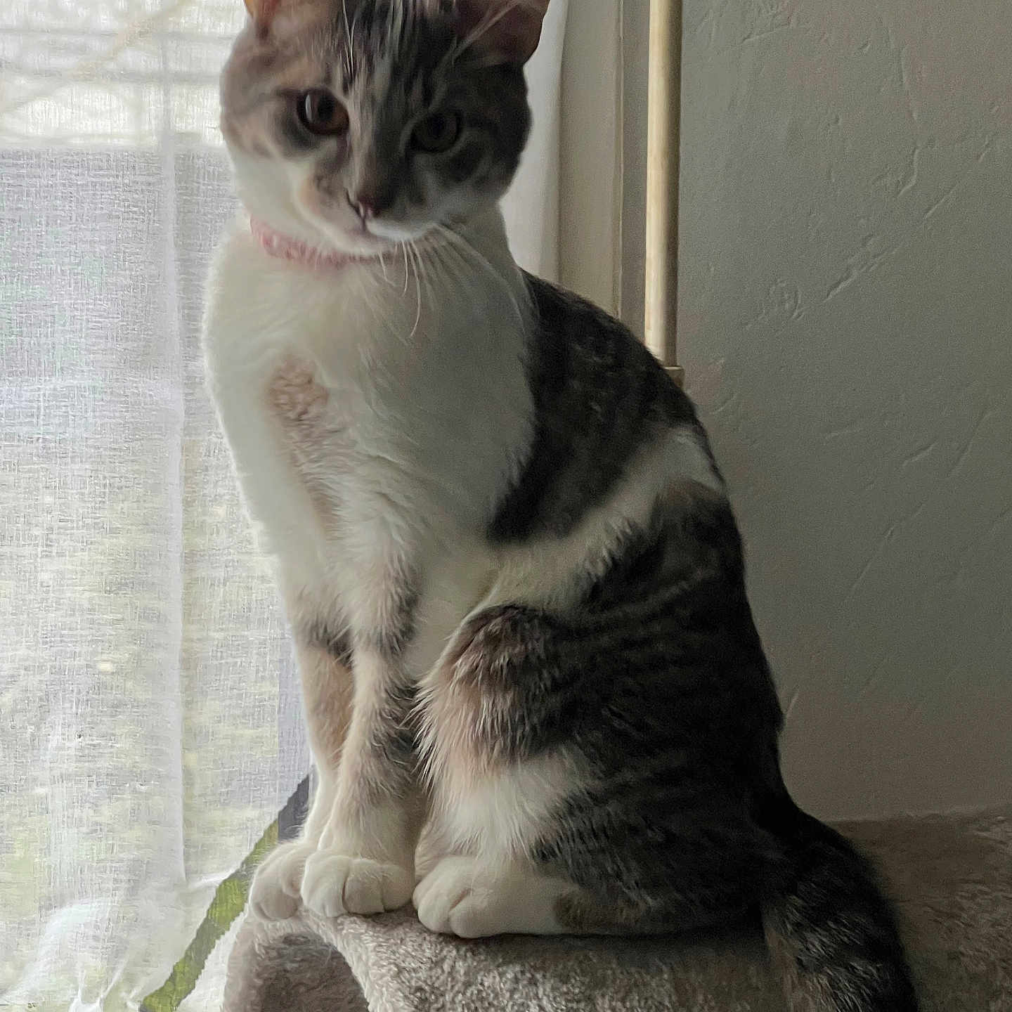 Athena participe au concours pour gagner de l'argent avec cette photo : carpeted_platform, cat, closeup, collar, curtain, domestic_animal, feline, fur, home, indoor, natural_light, paws, pet, quiet, relaxed, side_view, tail, texture, whiskers, window