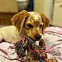 Ariel participe au concours pour gagner de l'argent avec cette photo : animal, blanket, brown, chewing, closeup, cute, dog, fur, indoor, laying, patterned, pet, pink, playful, puppy, rope_toy, soft_focus, toy, white, young