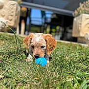 Ariel a rejoint le concours — aidez-le/la à gagner de superbes lots ! puppy, dog, grass, blue_ball, outdoor, sunlight, ears, playing, chewing, pet, animal, nature, greenery, young_dog, close_up, focus, blurred_background, garden, cute, fun
