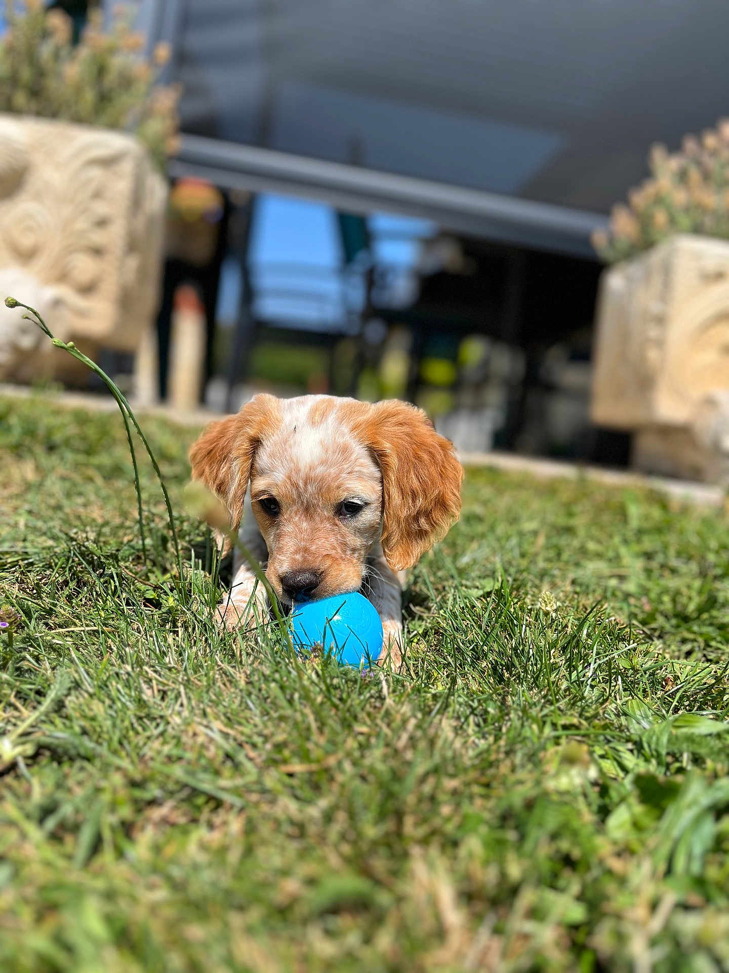 Ariel a rejoint le concours — aidez-le/la à gagner de superbes lots ! puppy, dog, grass, blue_ball, outdoor, sunlight, ears, playing, chewing, pet, animal, nature, greenery, young_dog, close_up, focus, blurred_background, garden, cute, fun