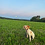 Ariel a rejoint le concours — aidez-le/la à gagner de superbes lots ! animal, canine, collar, cute, dog, field, grass, green, landscape, leash, nature, outdoor, pet, puppy, sitting, sky, spot, sunset, tree, young