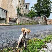 Ariel participe au concours pour gagner de l'argent avec cette photo : animal, building, collar, cute, daytime, dog, ears, grass, leash, nature, outdoor, pet, puppy, road, sidewalk, sitting, small_town, tree, walk, young