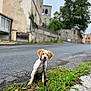 animal, building, collar, cute, daytime, dog, ears, grass, leash, nature, outdoor, pet, puppy, road, sidewalk, sitting, small_town, tree, walk, young