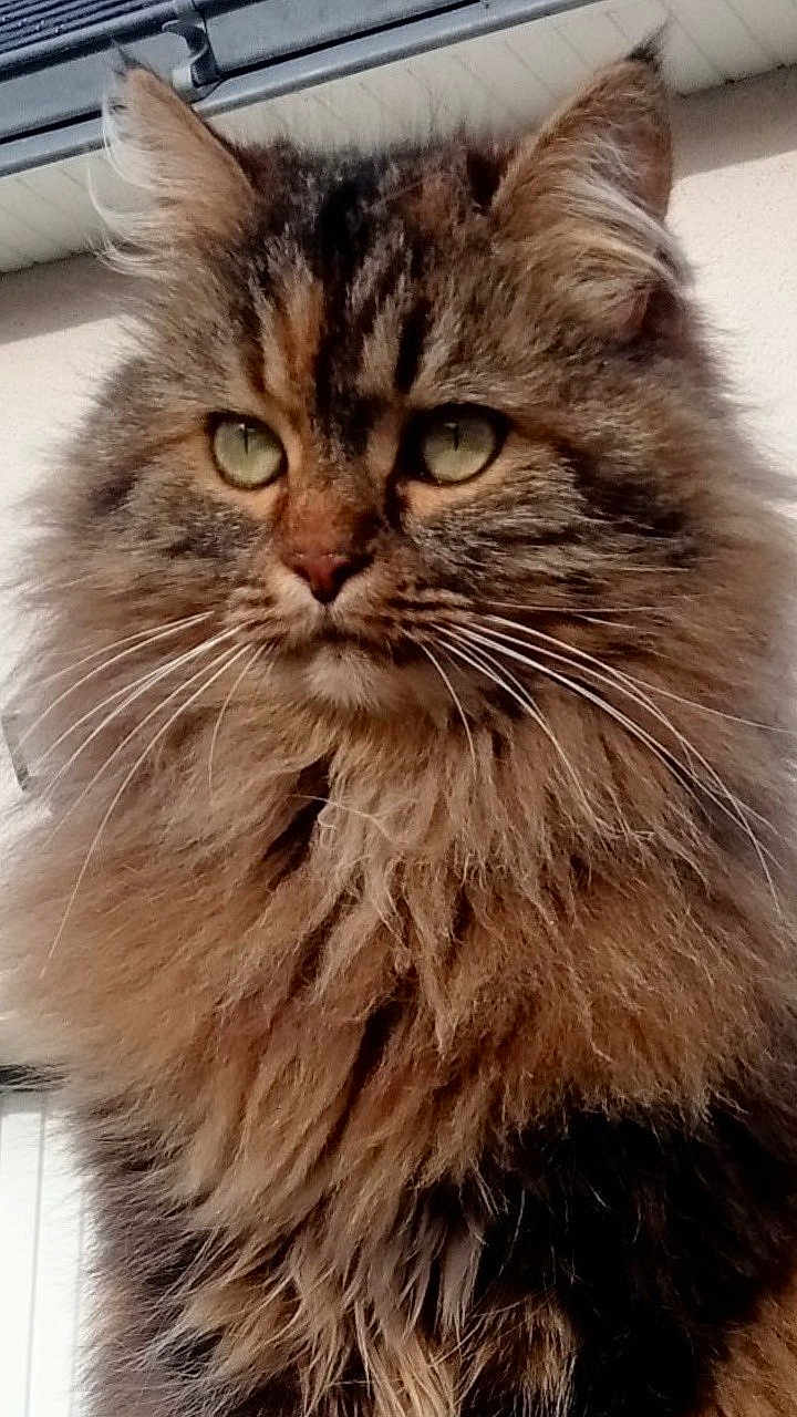 Pookie