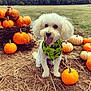 dog, white_dog, pumpkin, orange_pumpkin, hay, field, outdoor, green_bandana, fall, autumn, cute, pet, animal, festive, nature, grass, smiling, tongue_out, holiday, seasonal