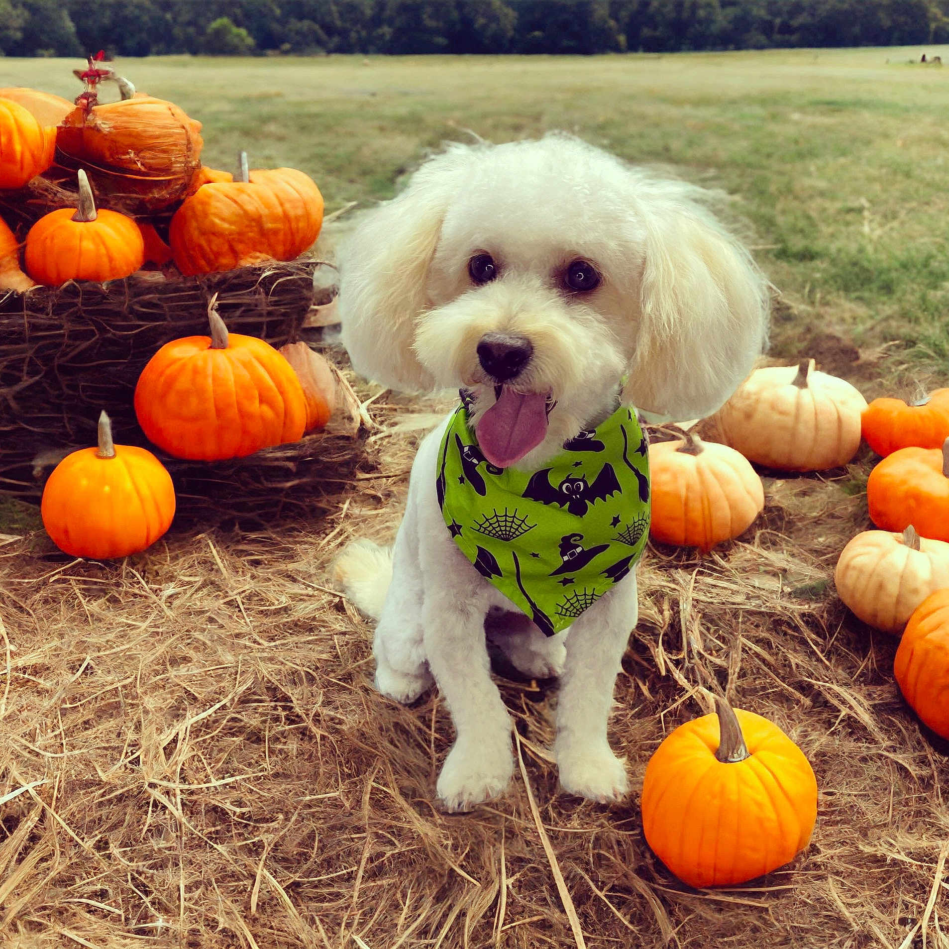 Londyn joined the competition — help win amazing prizes! animal, autumn, cute, dog, fall, festive, field, grass, green_bandana, hay, holiday, nature, orange_pumpkin, outdoor, pet, pumpkin, seasonal, smiling, tongue_out, white_dog