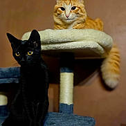 Tokyo Et Shadow participe au concours pour gagner de l'argent avec cette photo : cat, black_cat, orange_tabby, pet, animal, feline, indoor, cat_tree, scratching_post, yellow_eyes, fur, whiskers, ears, sitting, lying_down, curious, looking_at_camera, house_pet, domestic_animal, background