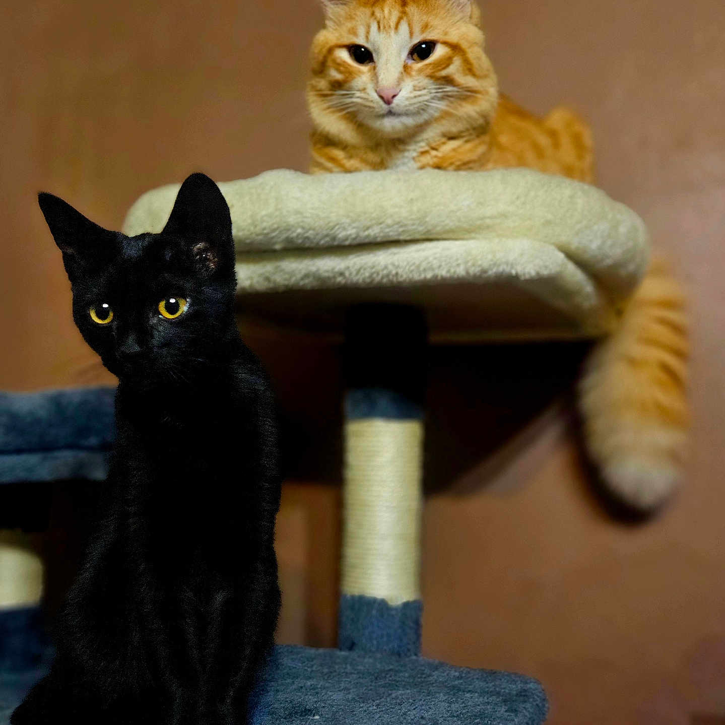 Tokyo Et Shadow participe au concours pour gagner de l'argent avec cette photo : cat, black_cat, orange_tabby, pet, animal, feline, indoor, cat_tree, scratching_post, yellow_eyes, fur, whiskers, ears, sitting, lying_down, curious, looking_at_camera, house_pet, domestic_animal, background