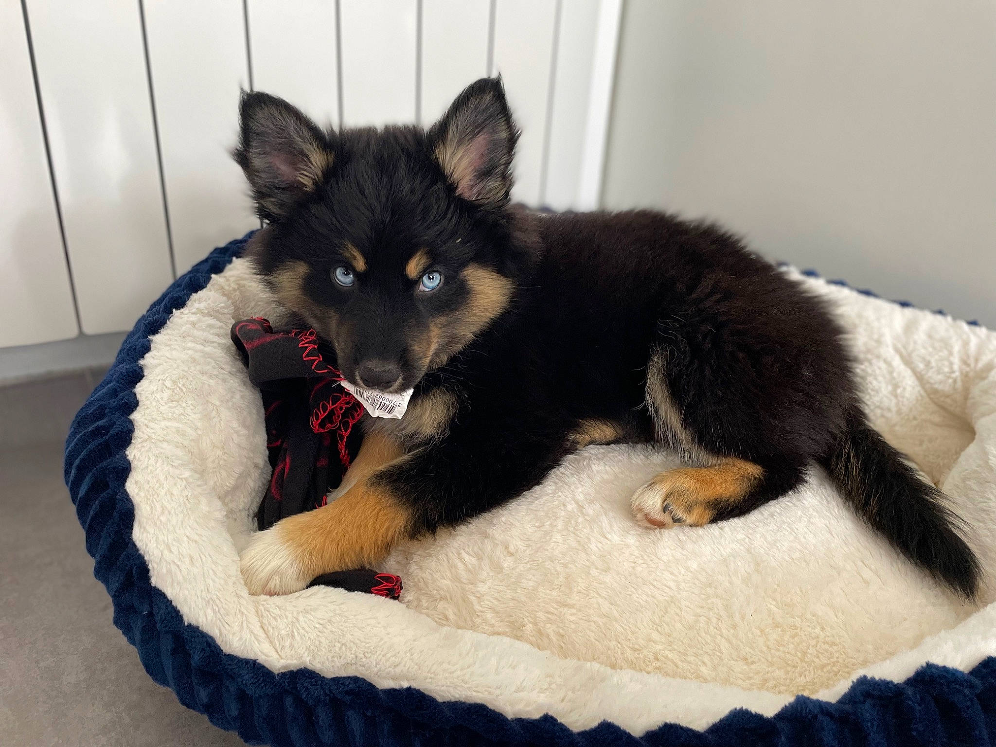 Shadow participe au concours pour gagner de l'argent avec cette photo : canidae, carnivore, cat_supply, comfort, companion_dog, dog, dog_bed, dog_breed, dog_supply, fur, king_shepherd, linens, non_sporting_group, paw, pet_supply, sporting_group, tail, terrestrial_animal, working_animal, working_dog