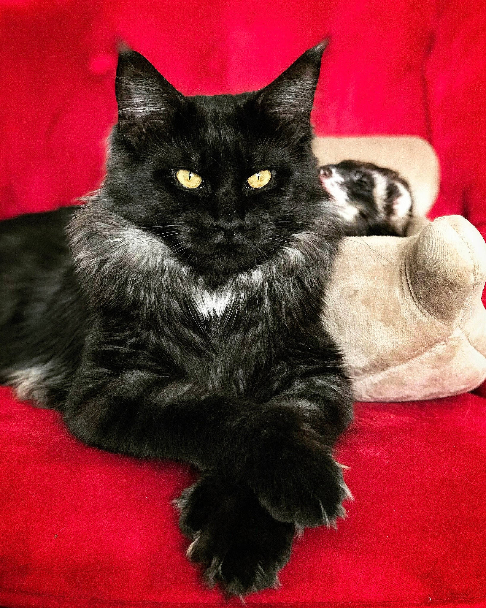 Orias a rejoint le concours — aidez-le/la à gagner de superbes lots ! asian, asian_semi_longhair, black_cat, bombay, carnivore, cat, claw, domestic_long_haired_cat, domestic_short_haired_cat, felidae, fur, kitten, maine_coon, mammal, norwegian_forest_cat, paw, small_to_medium_sized_cats, tail, vertebrate, whiskers