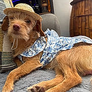 Marinette is registered to the contest to win money with this photo: dog, small_dog, mixed_breed, straw_hat, floral_dress, pillow, blanket, plush, fur, paw, whiskers, indoor, couch, wooden_cabinet, relaxed, portrait, close_up, sleepy, cozy, pet