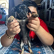 Penny joined the competition — help win amazing prizes! puppy, dog, small_dog, black_dog, person, human, hands, holding, rug, carpet, indoor, living_room, cabinet, furniture, bracelet, cute, big_eyes, paws, portrait, playful