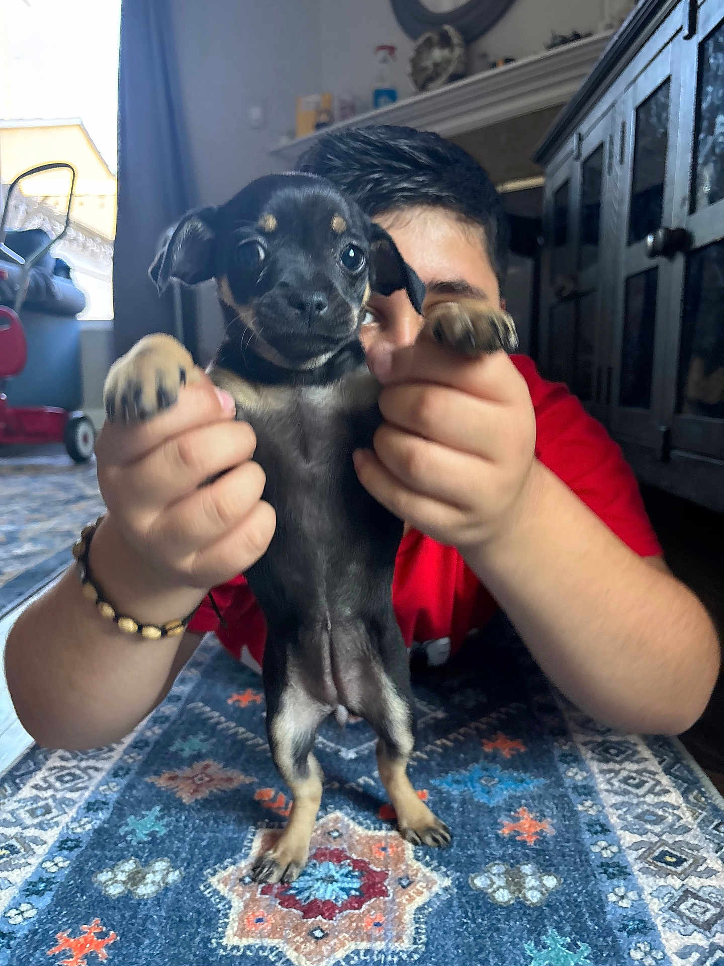 Penny joined the competition — help win amazing prizes! puppy, dog, small_dog, black_dog, person, human, hands, holding, rug, carpet, indoor, living_room, cabinet, furniture, bracelet, cute, big_eyes, paws, portrait, playful