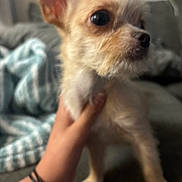 Chloe joined the competition — help win amazing prizes! dog, chihuahua, small_dog, pet, puppy, close_up, blurry, indoor, couch, blanket, hand, paw, fur, whiskers, big_eyes, portrait, domestic_animal, holding, sitting, home