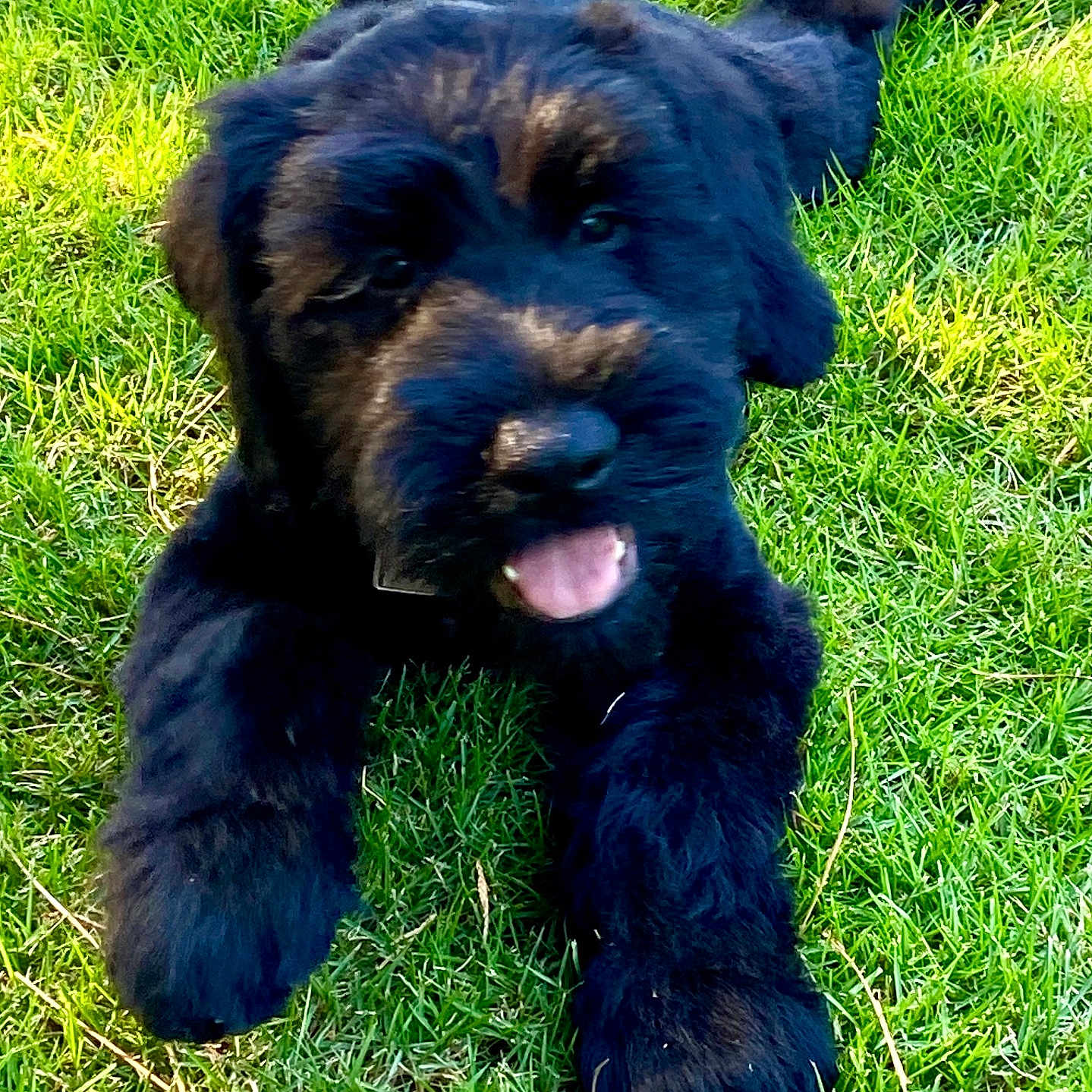 Murphy is registered to the contest to win money with this photo: airedale, animal, ball, canine, cockerspaniel, dog, field, football, grass, grassland, green, lawn, nature, outdoors, pet, plant, poodle, puppy, soccer, terrier