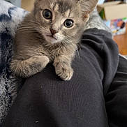 Smoky joined the competition — help win amazing prizes! kitten, cat, gray_cat, pet, indoor, cozy, furniture, blanket, black_clothing, legs, curious, cute, eyes, whiskers, furry, small_animal, sitting, portrait, home, relaxed