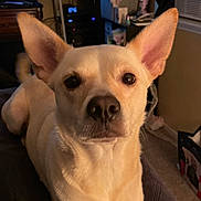 Isabella is registered to the contest to win money with this photo: animal, bulldog, canine, chihuahua, computer, computerhardware, dog, electronics, entertainmentcenter, eskimodog, frenchbulldog, hardware, laptop, monitor, pc, pet, puppy, screen, snout, whitedog
